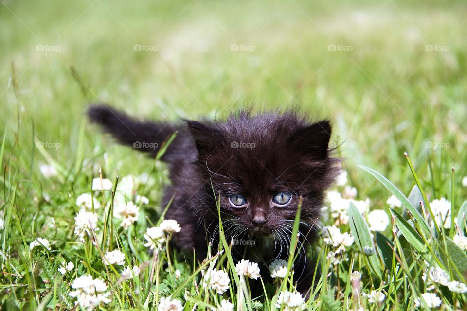 Curious kitten in the garden
Black kitty