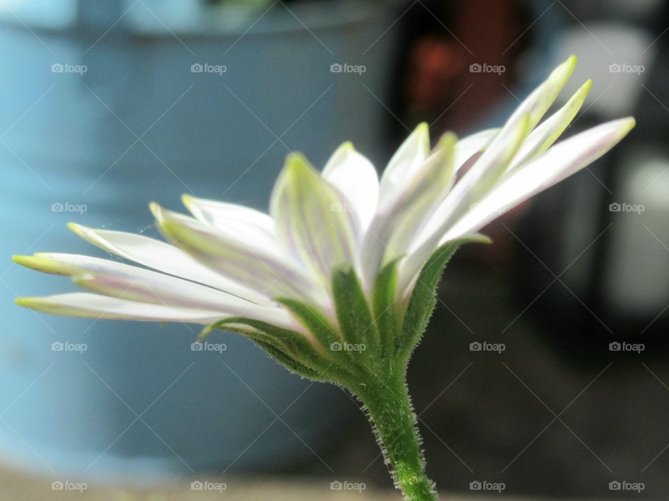 Osteospermum African daisy