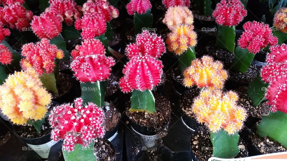 colorful cactus
