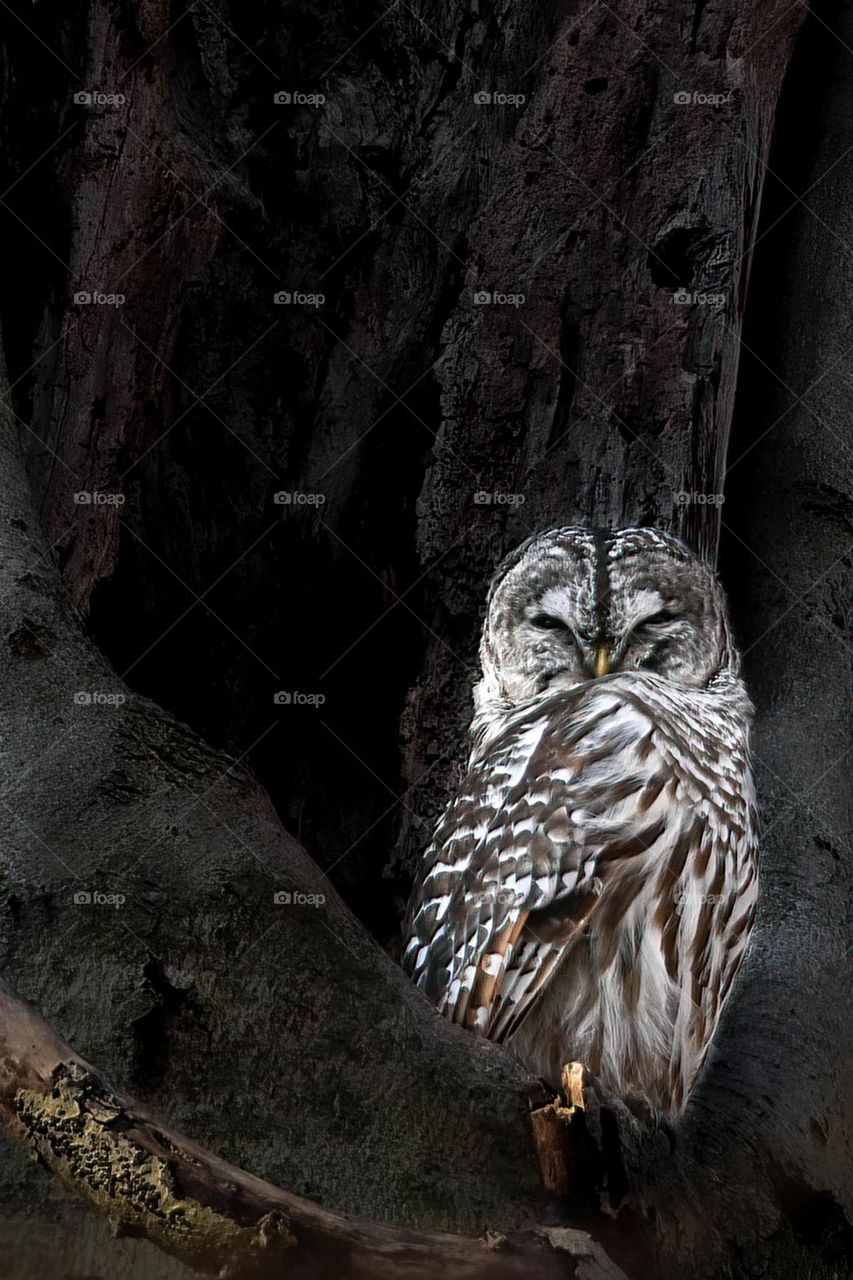 Ohio barred owl roosting in a dead tree