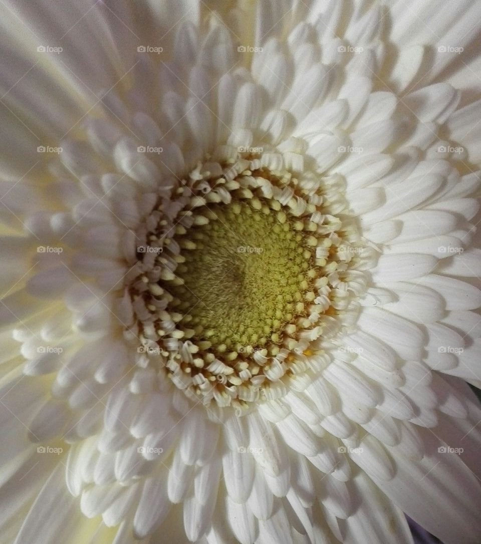 White Gerbera