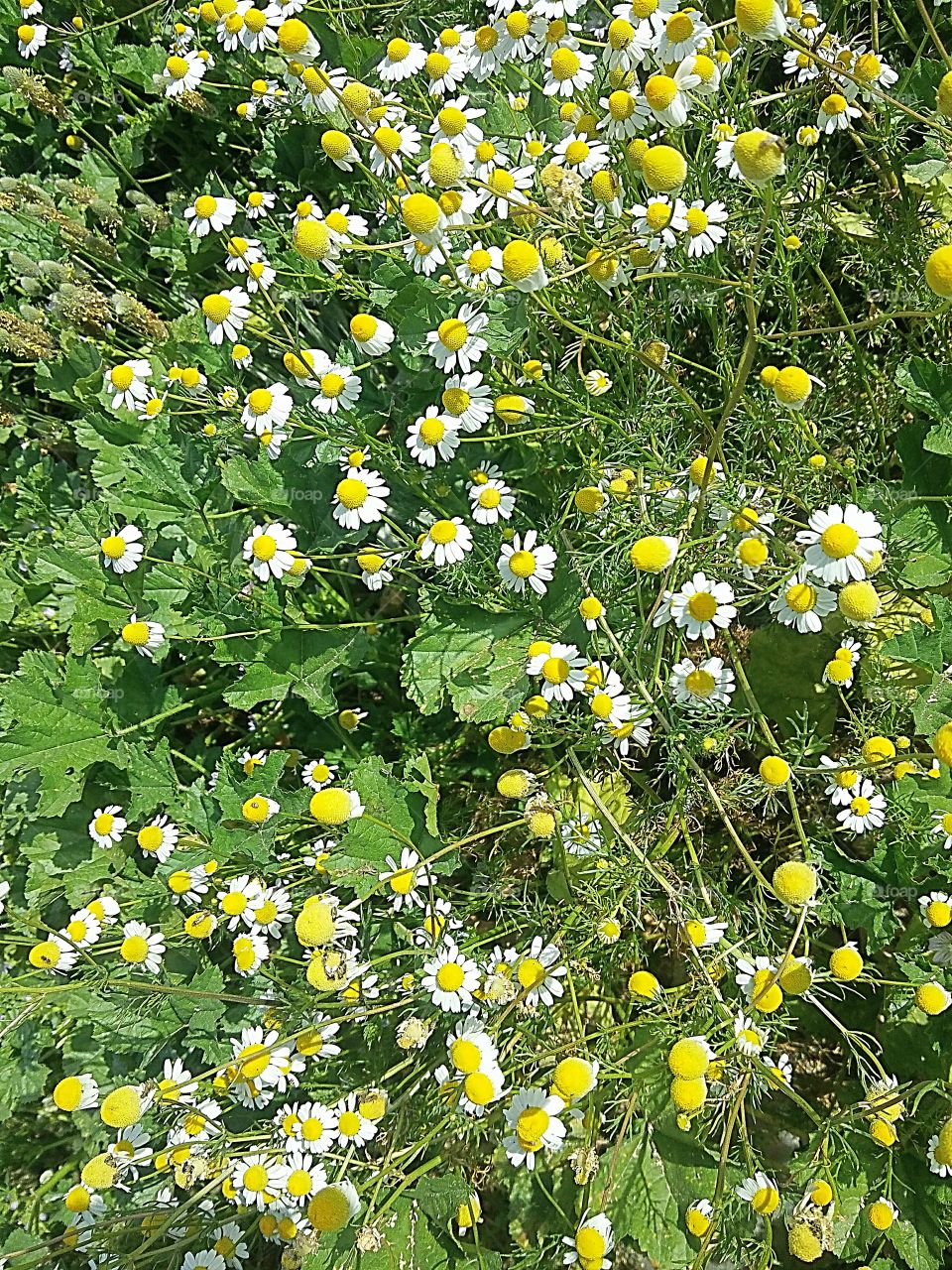 daisies