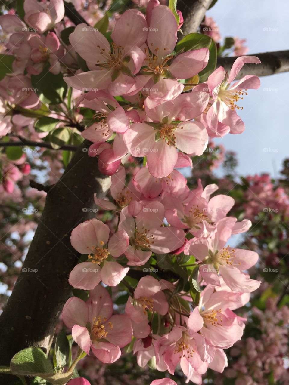 Blossoms in CT in early May