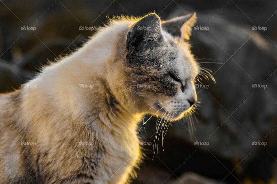 Wild cat enjoying the sun