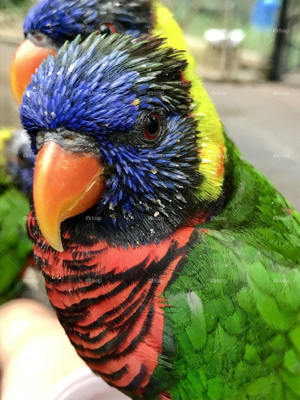 Rainbow lorikeet 
