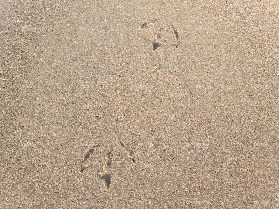 Footsteps of a seagull.