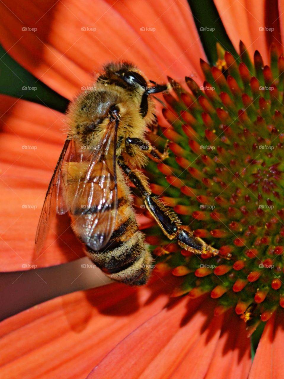 Honeybee on coneflower