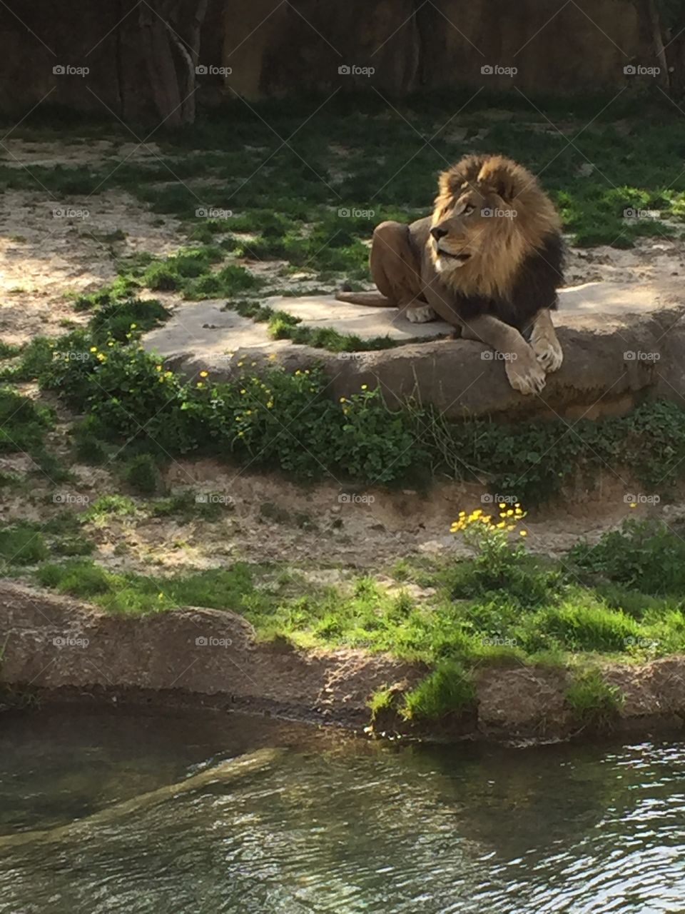 Male lion at the Memphis Zoo