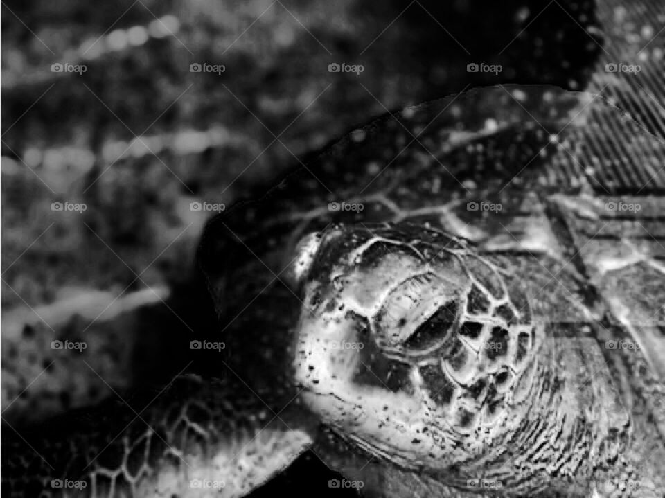 Turtle