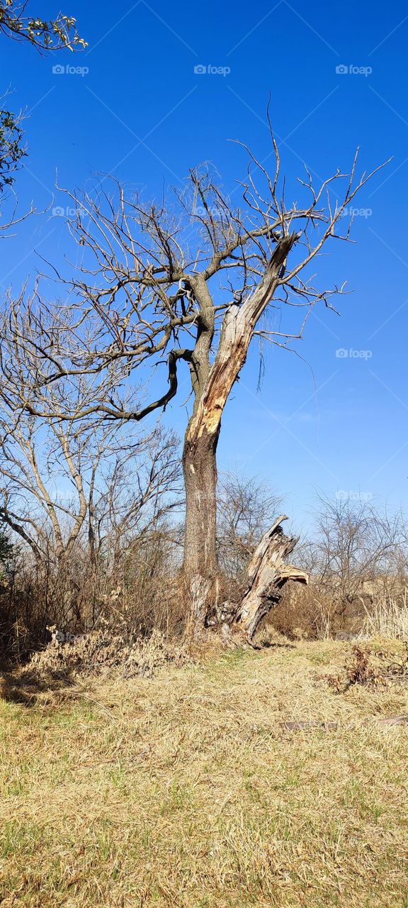 Portrait of a old tree