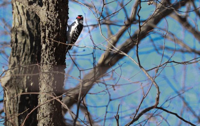 bird in a tree