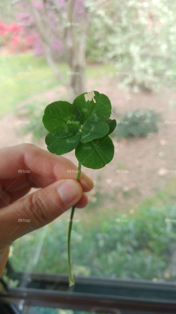 6 leaf clover