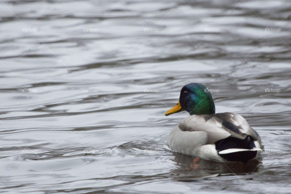 Colorful male mallard duck swimming- gräsand