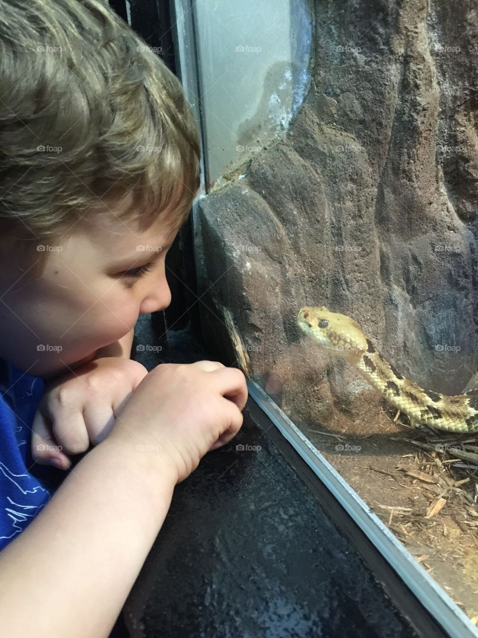 Boy looking at snake through glass window