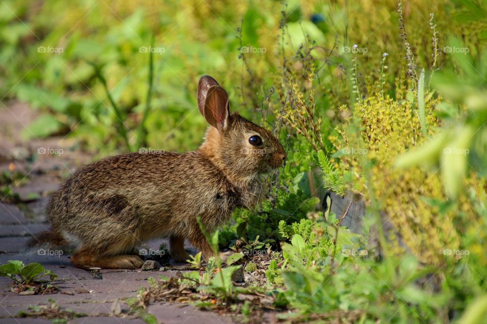 Little bunny on a sunny morning