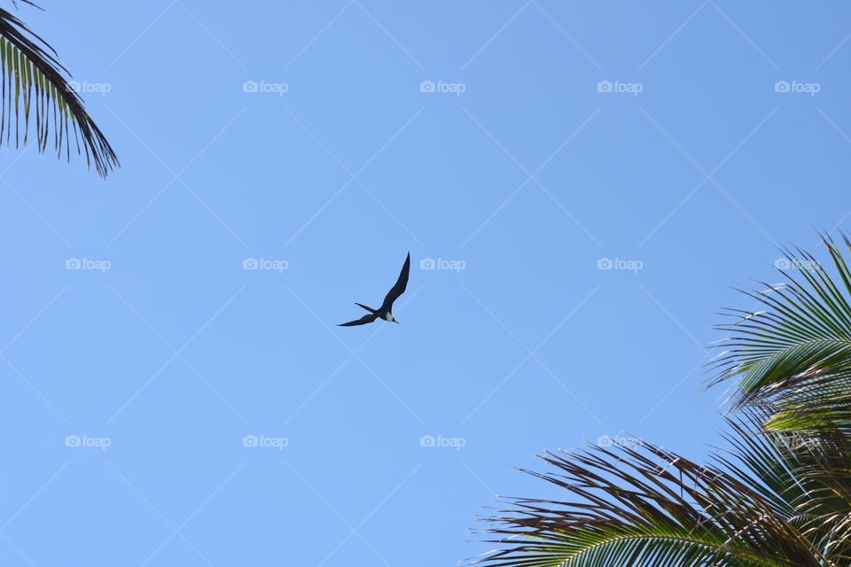 Low angle view of frigatebird in flight