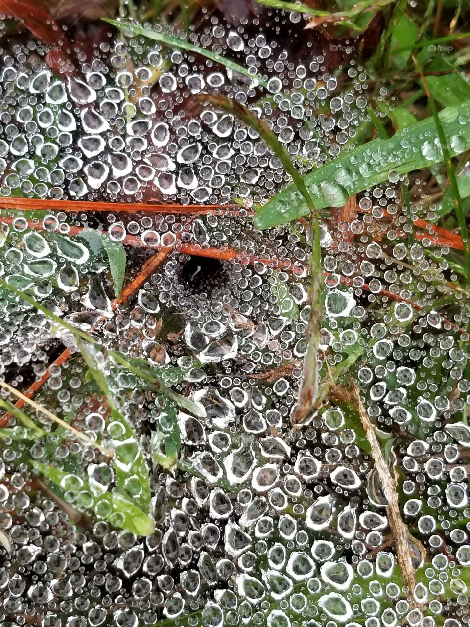 Nature, Flora, Leaf, Pattern, Desktop