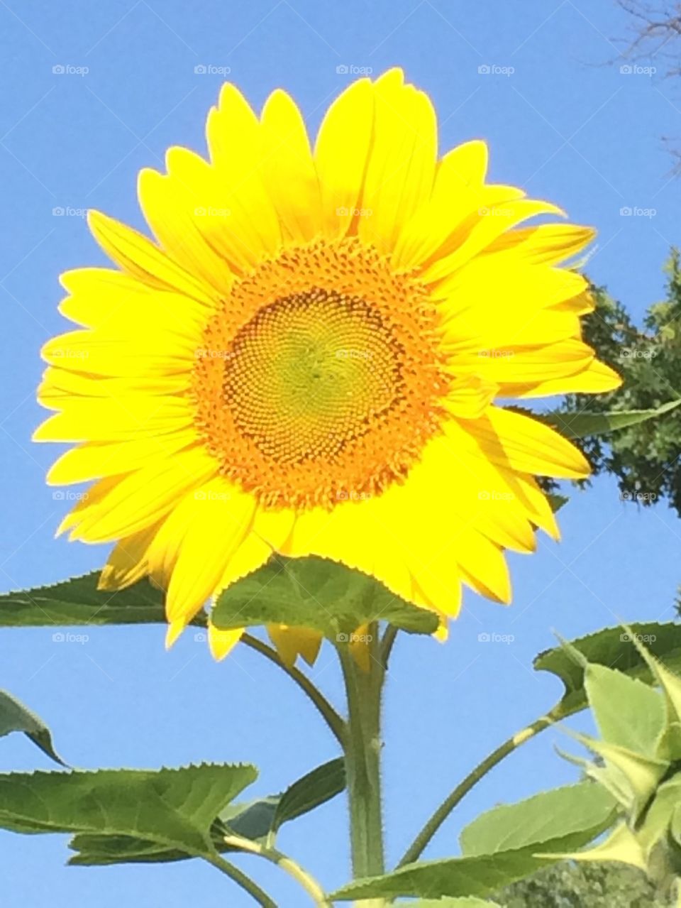 Sunflower 