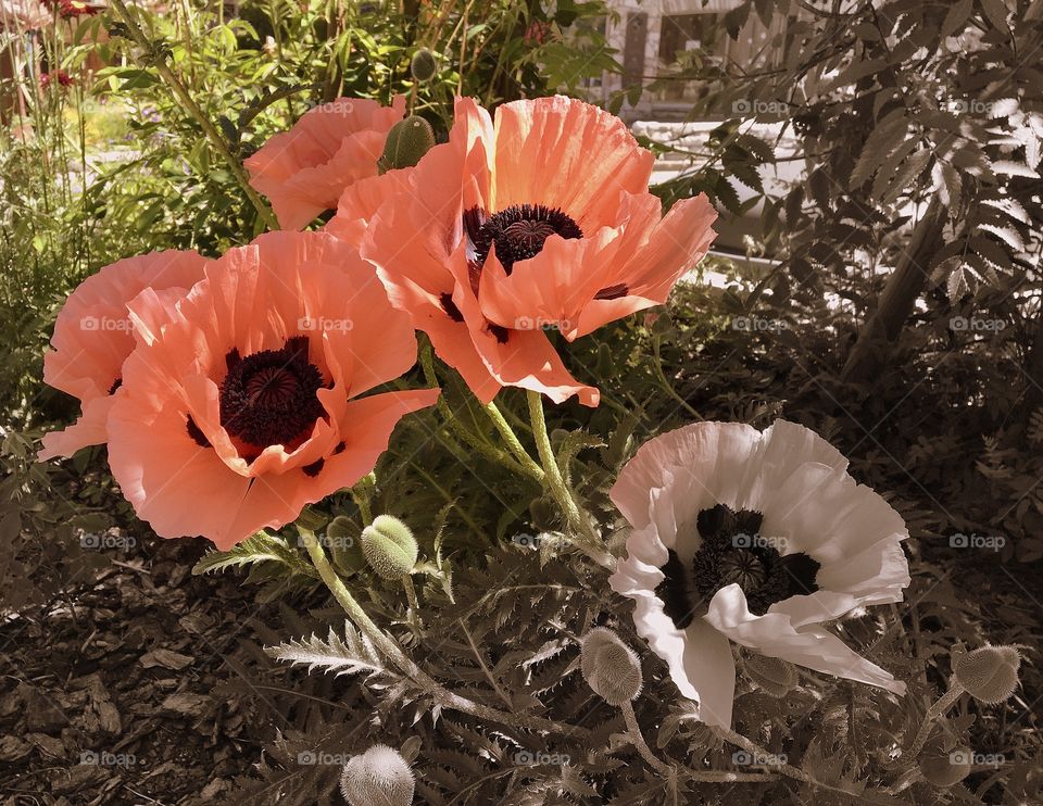 Poppies