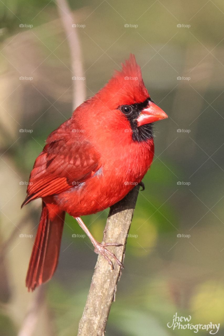 Cardinal