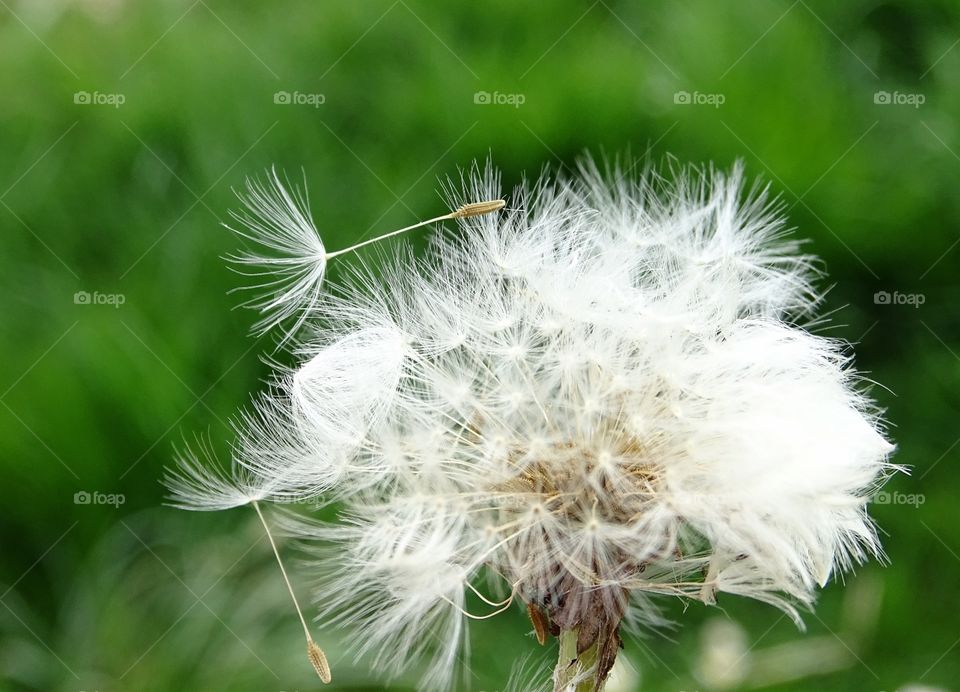 Dandelion