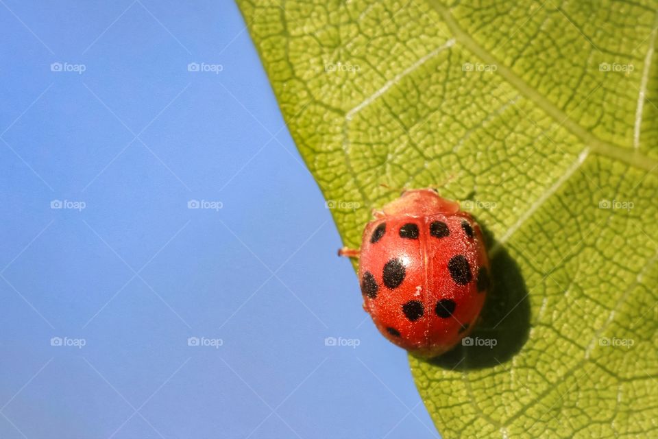 morning vibes of the ladybug