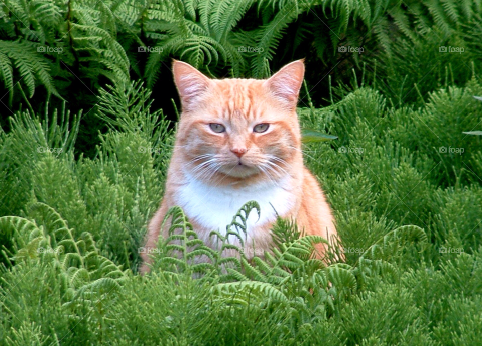 pet ginger ginger cat by Barronbear