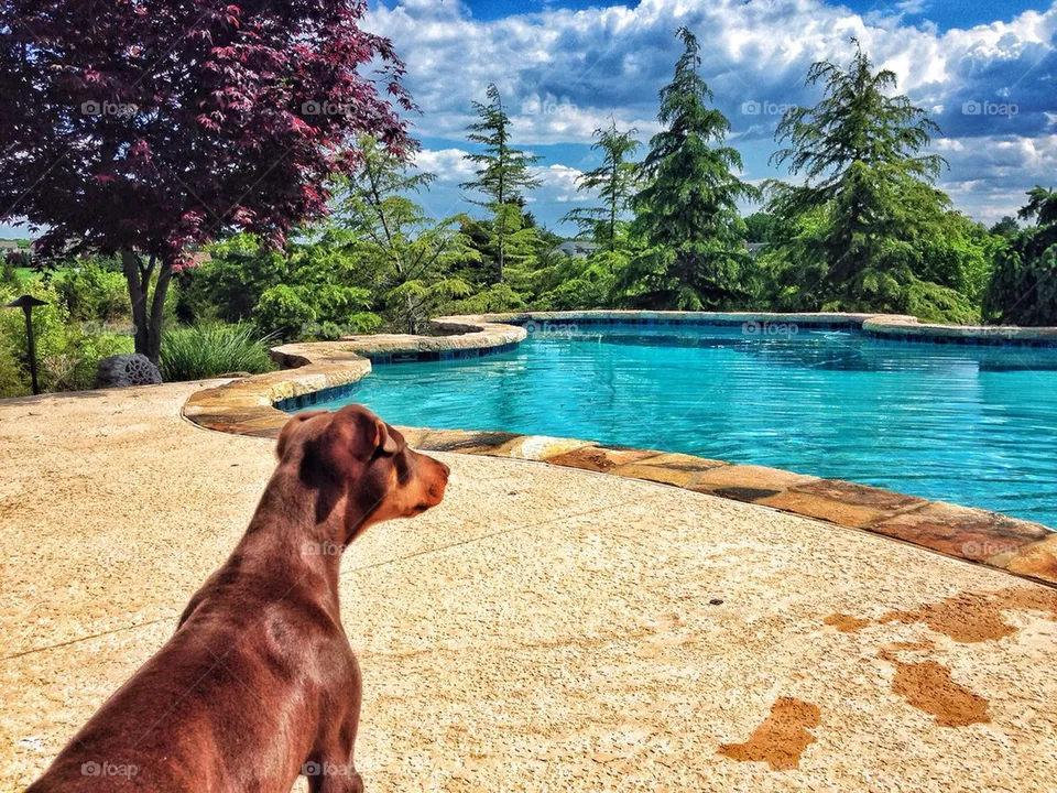 Doberman 
