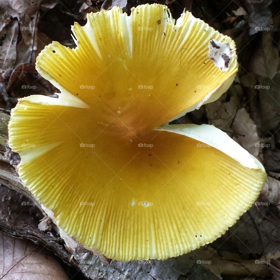 yellow mushroom