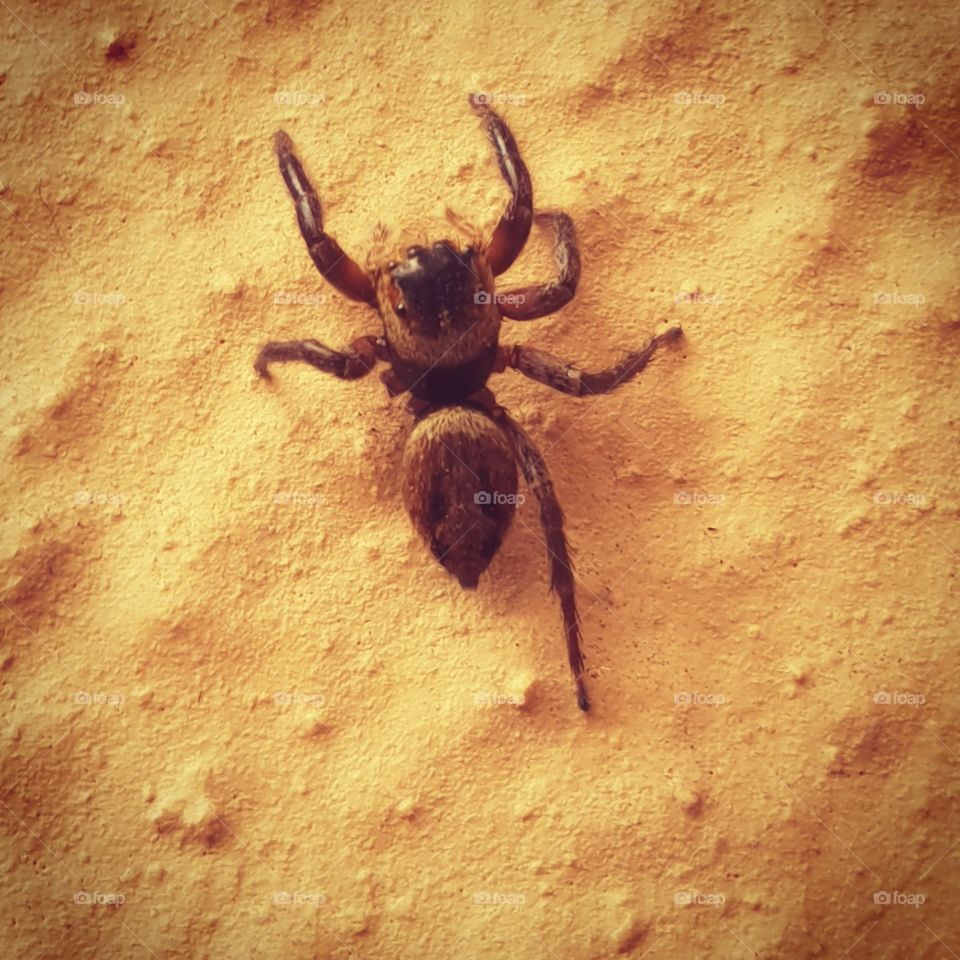 A hairy fly catcher on the wall, missing a few legs but still quite fast.
