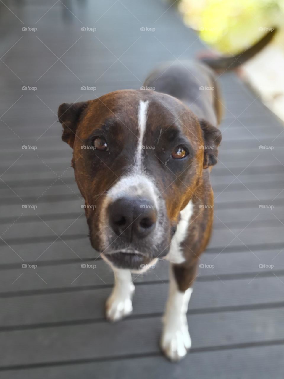 a small, happy bull terrier like dog, following the lead, smiling into the camera, barely ever still.
