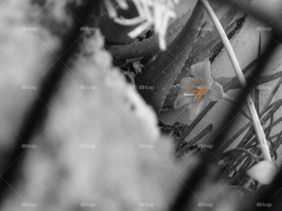 "Every flower must grow through dirt"