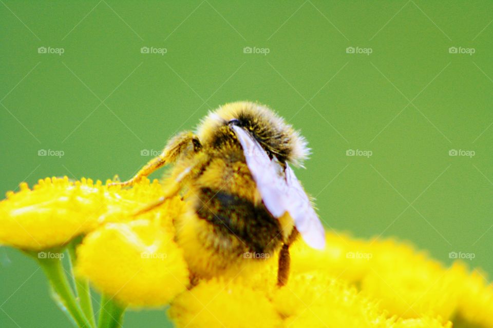 Bumblebee on yellow flowers