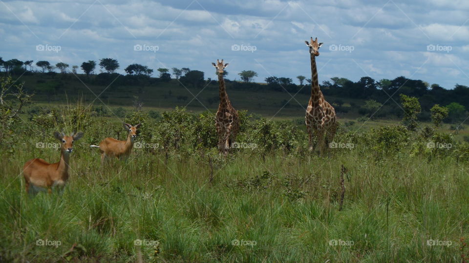 Giraffes and kudu