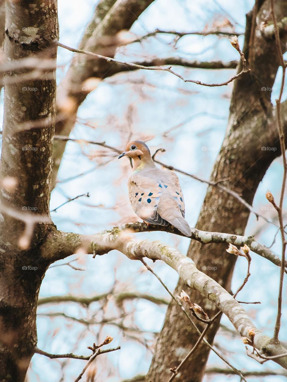 Perched Mourning dove