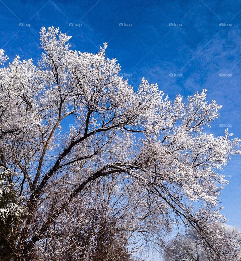 Snowcapped trees