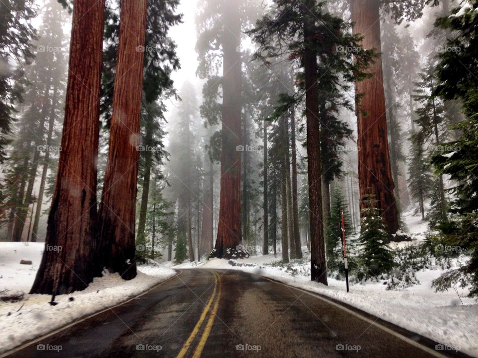 Sequoia National Park, California 