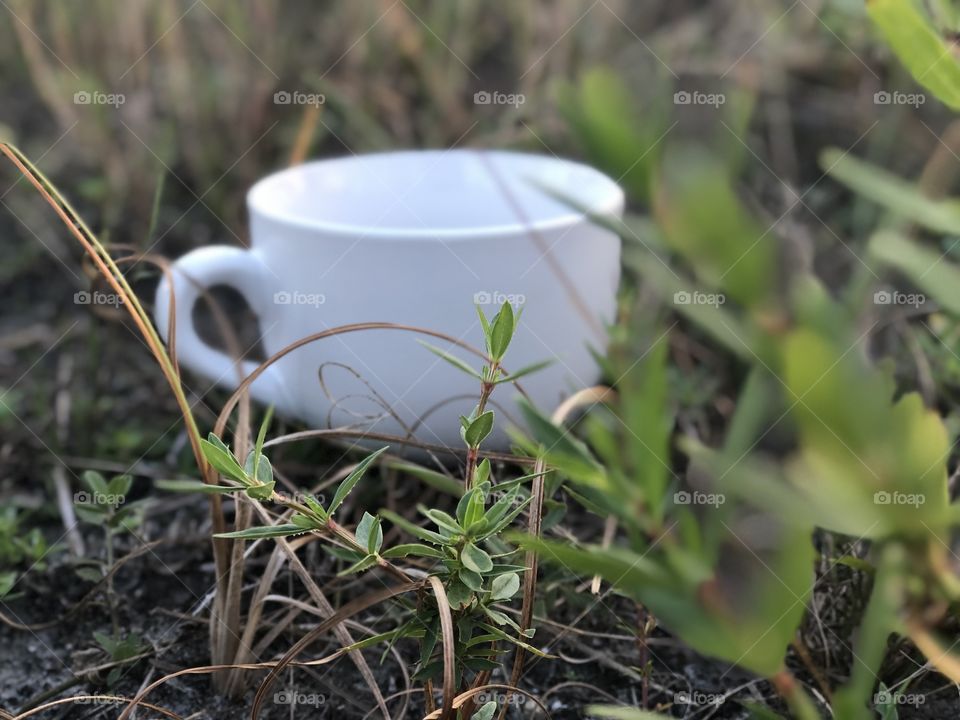 Teacup In Field
