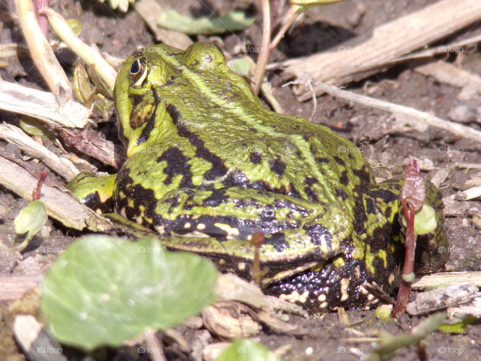 Frosch sitzt am Teichrand