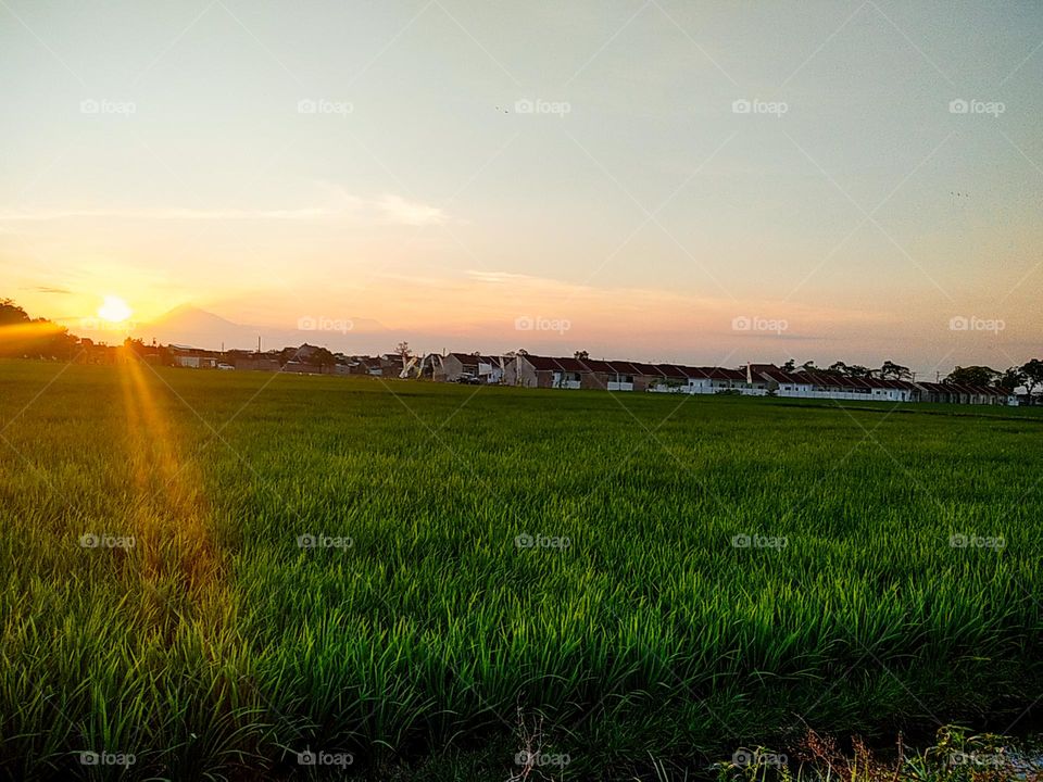 Rice field in Sukoharjo