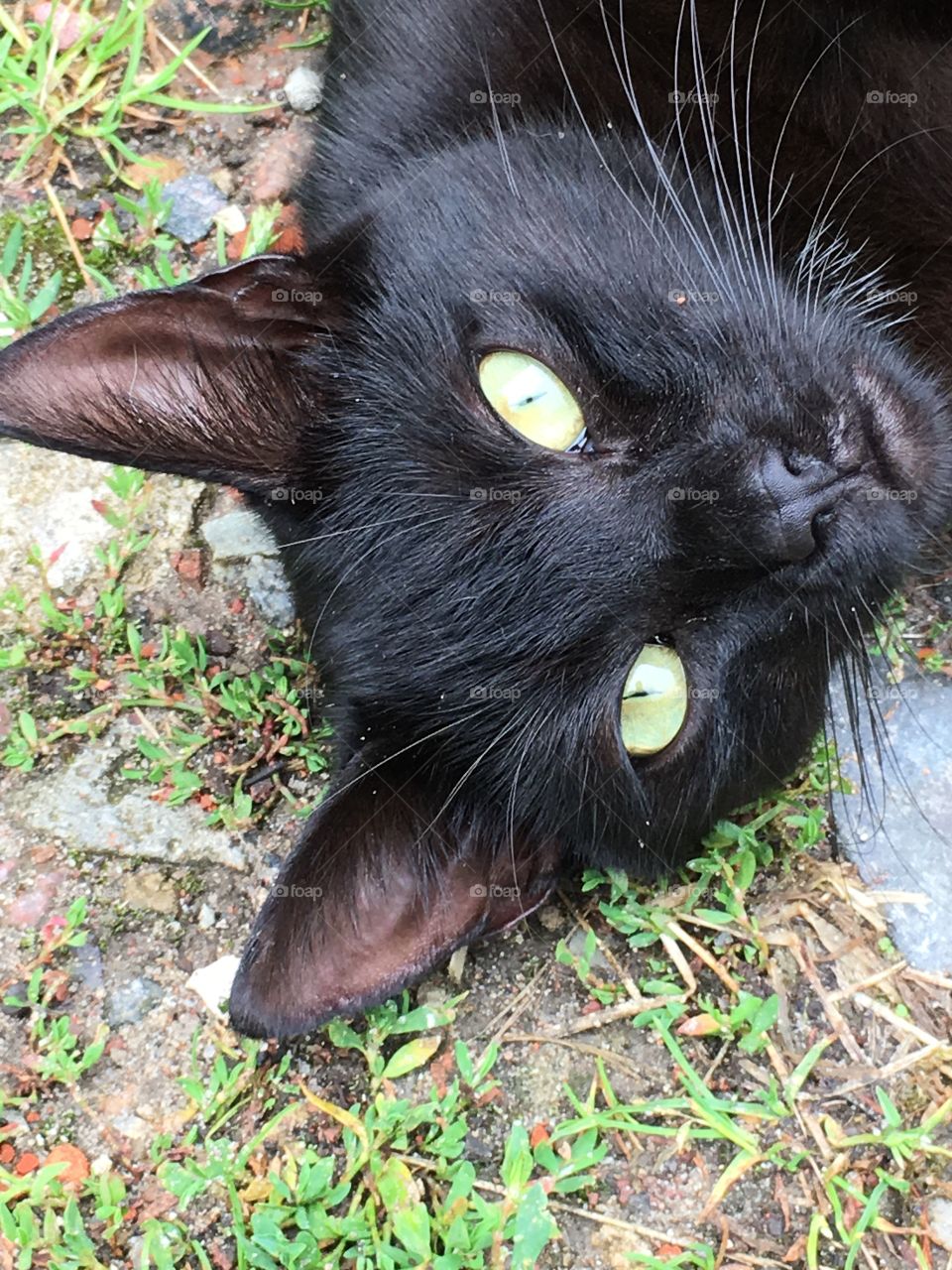 Black cat in Poland