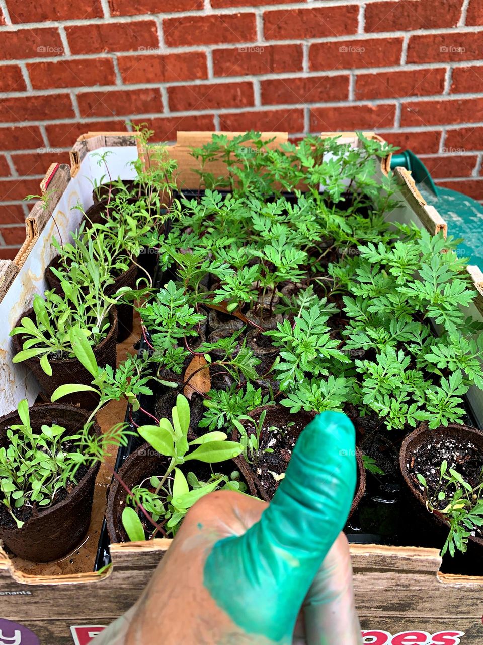 Plant Plants to Celebrate Earth Day - Green thumb gardening - A tray of seedlings get watered and exposed to the sun for weather hardening 