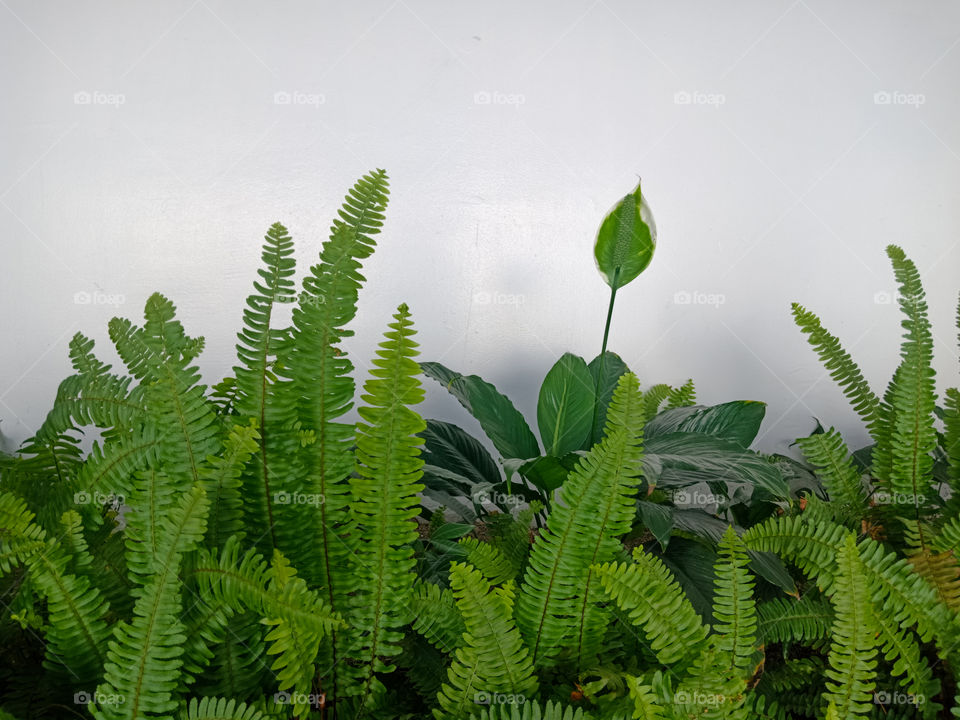 Ferns and ornamental plants on a white wall background