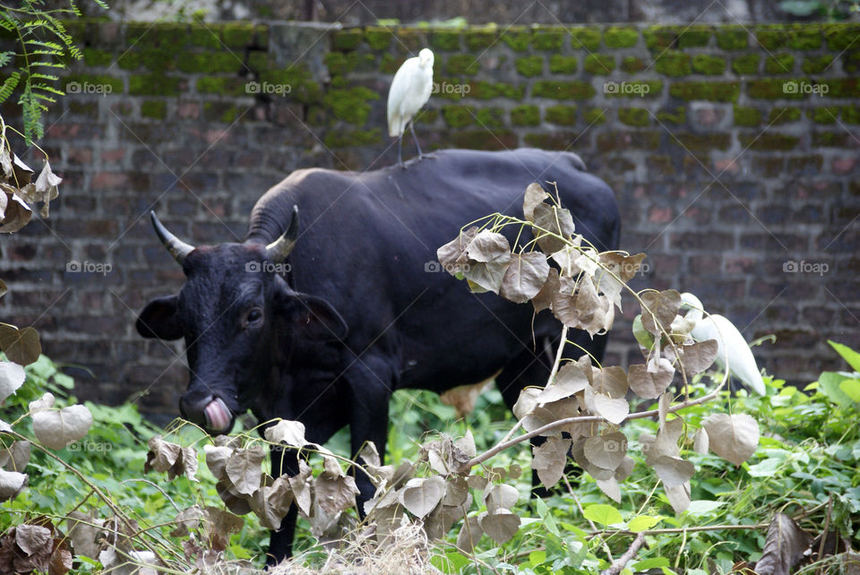 Bull and two white birds enjoying the beauty of nature.