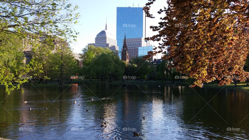 Pond with ducks in foreground with skyscrapers in background in Boston, Massachussets, USA.