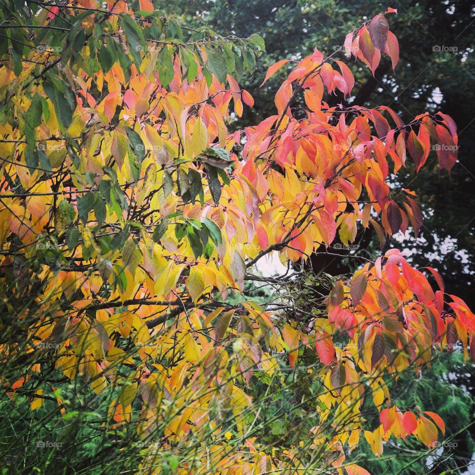 Low angle view of autumn leaves