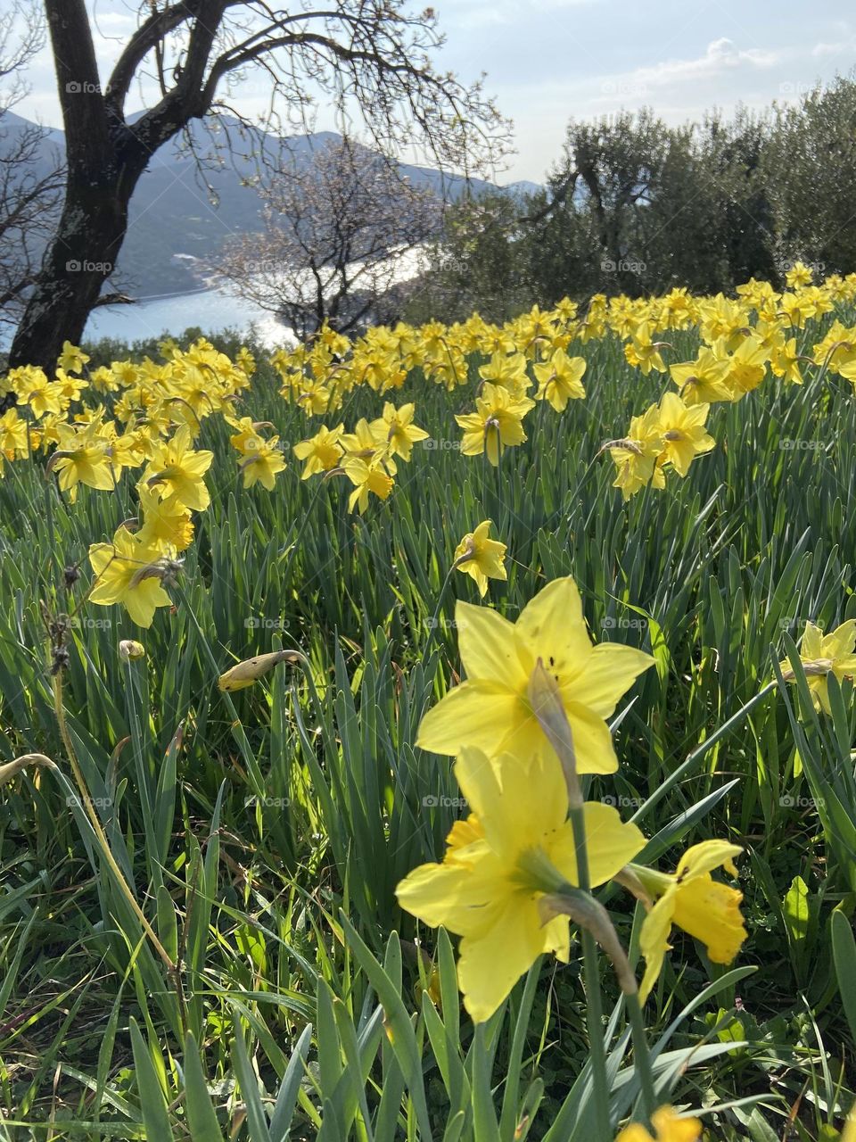 A field of yellow flowers blooming in the springtime time on the Croatian Coast.