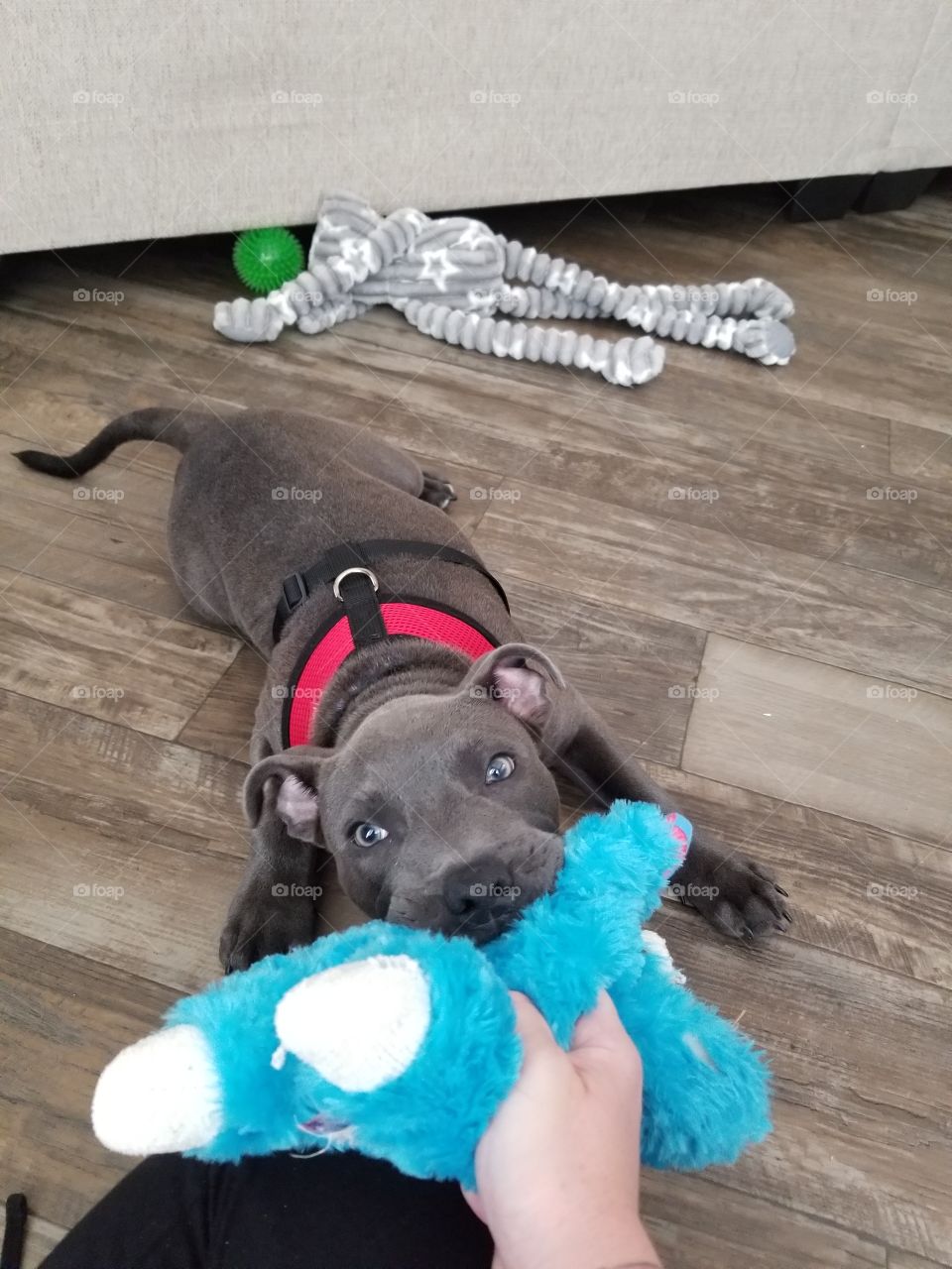 Play time with Staffordshire bull terrier puppy
