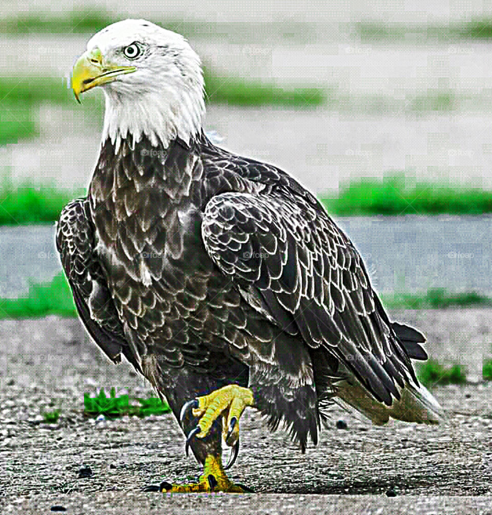 the must strong eagle