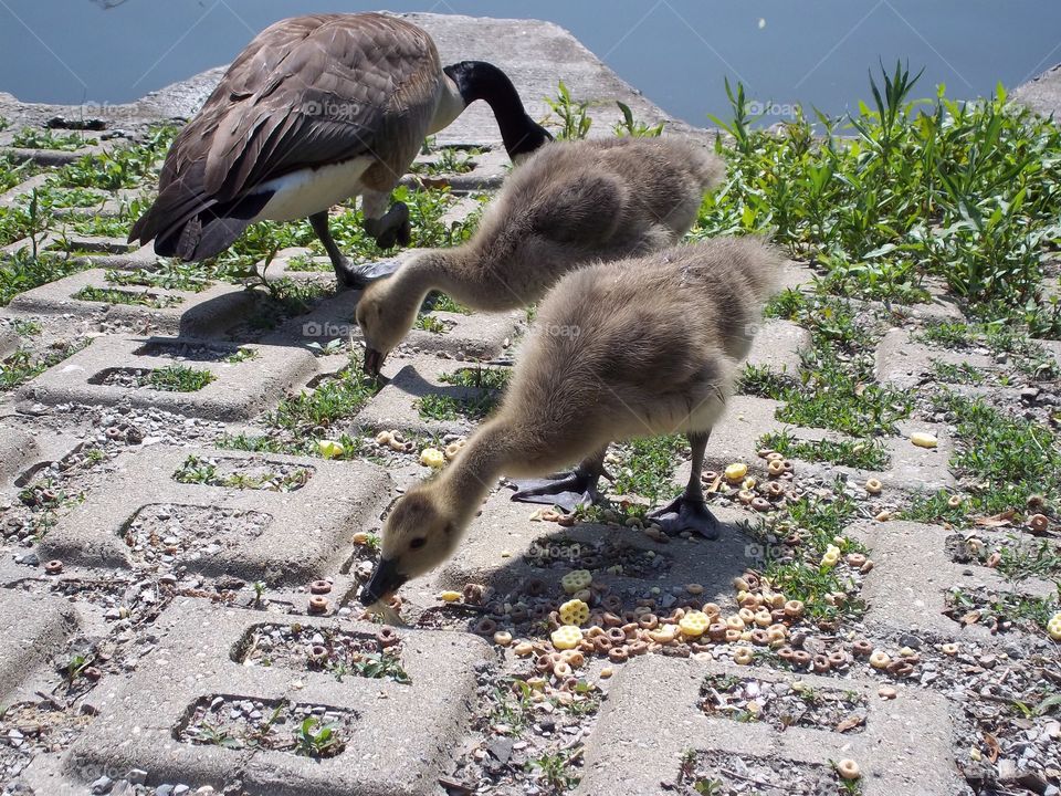 baby geese eating